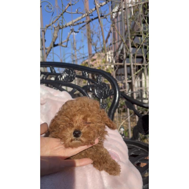 販売中の千葉県のタイニープードル-441830の4枚目