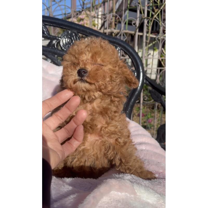 販売中の千葉県のタイニープードル-441830の3枚目