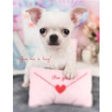 ♀︎チワワ(スムースコート)