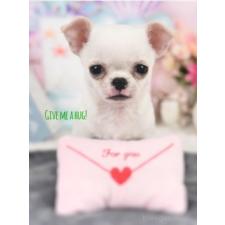 ♀︎チワワ(スムースコート)