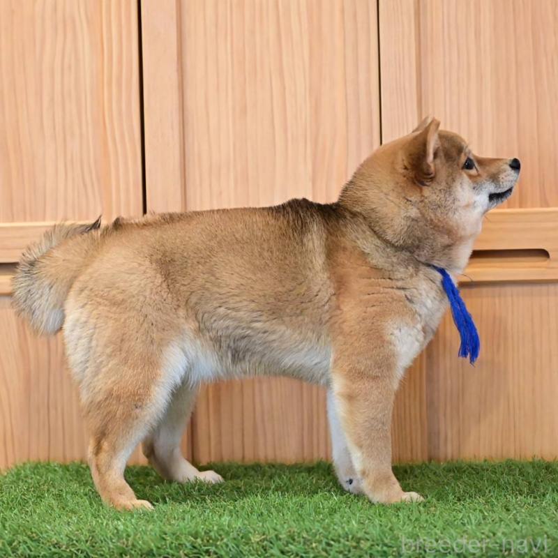 販売中の岡山県の豆柴-428011の5枚目