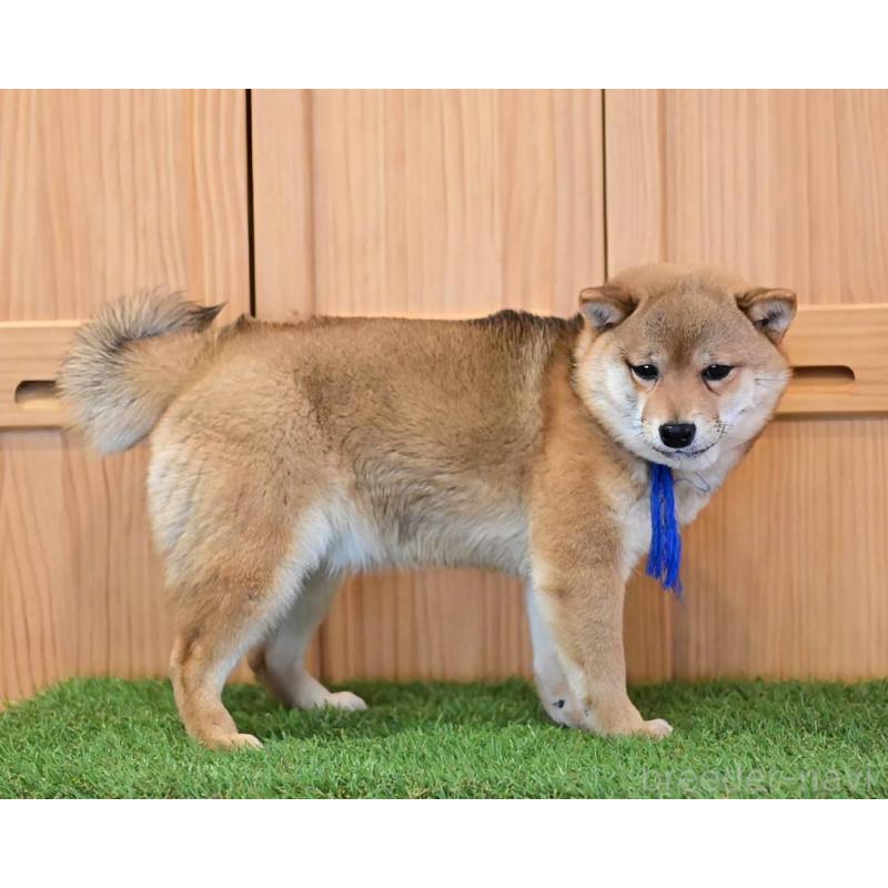 販売中の岡山県の豆柴-428011の4枚目