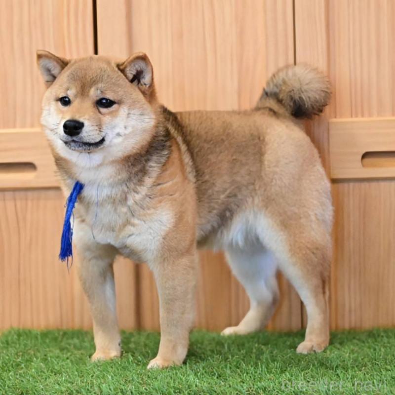 販売中の岡山県の豆柴-428011の3枚目