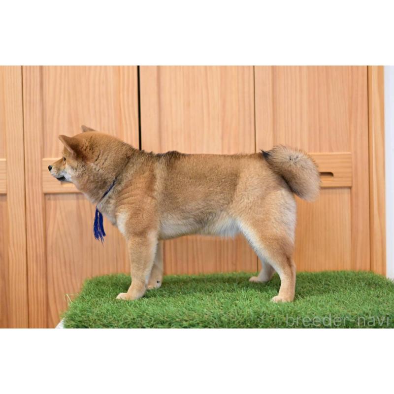 販売中の岡山県の豆柴-428011の2枚目