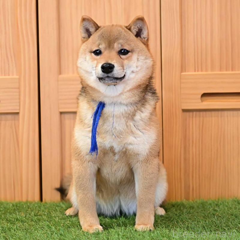 販売中の岡山県の豆柴-428011