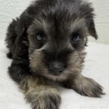 ♀︎ミニチュアシュナウザー