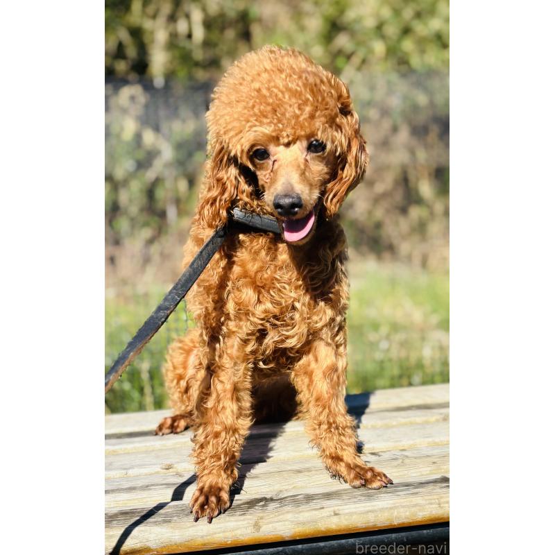 販売中の神奈川県のミニチュアプードル-390477の2枚目