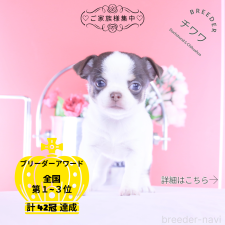 ♀︎チワワ(スムースコート)