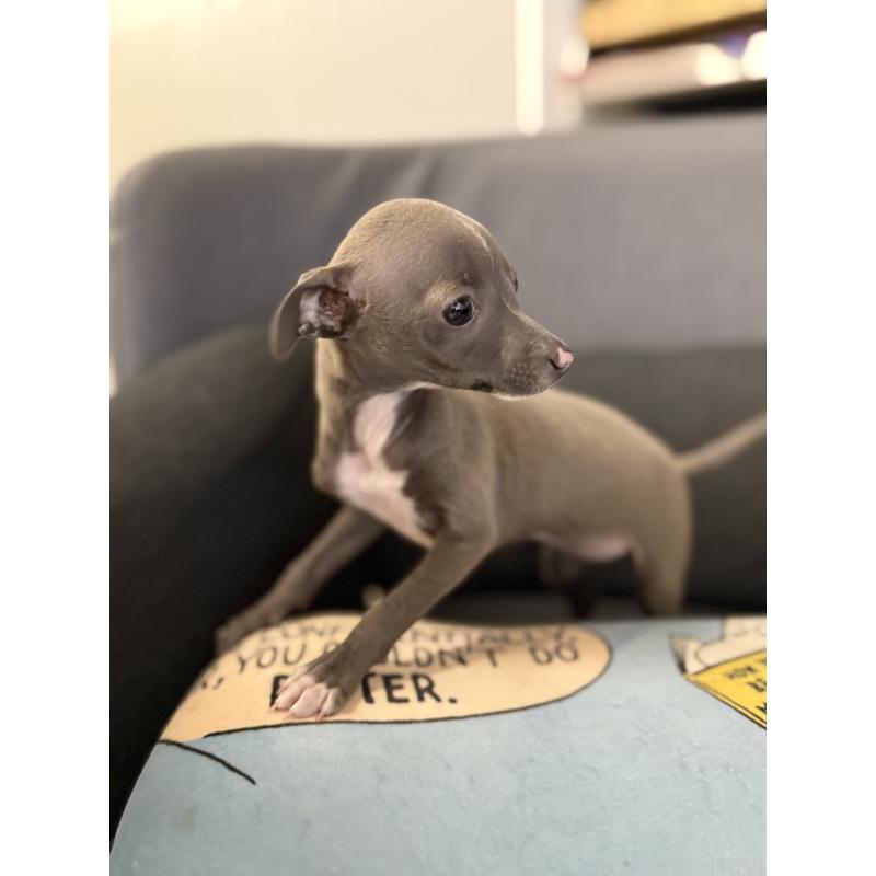 成約済の宮崎県のイタリアングレーハウンド(イタグレ)-442638の2枚目