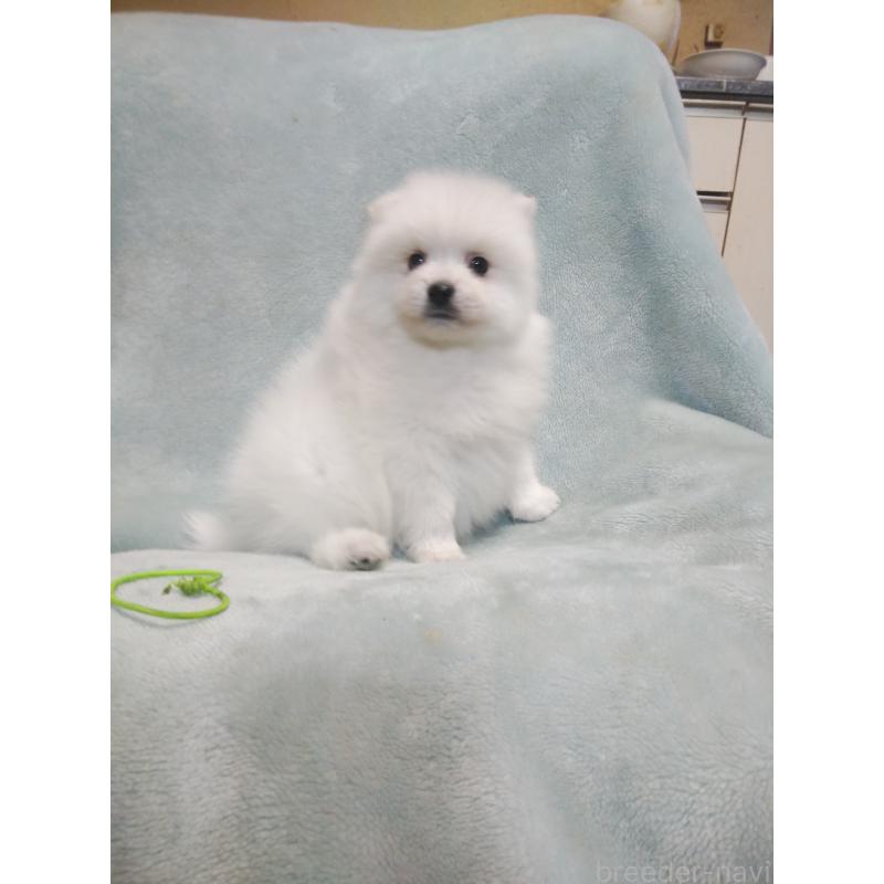 販売中の千葉県の日本スピッツ-445207の8枚目