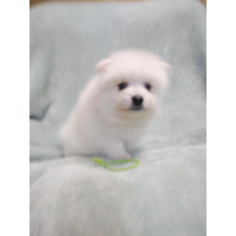 販売中の千葉県の日本スピッツ-445207の5枚目