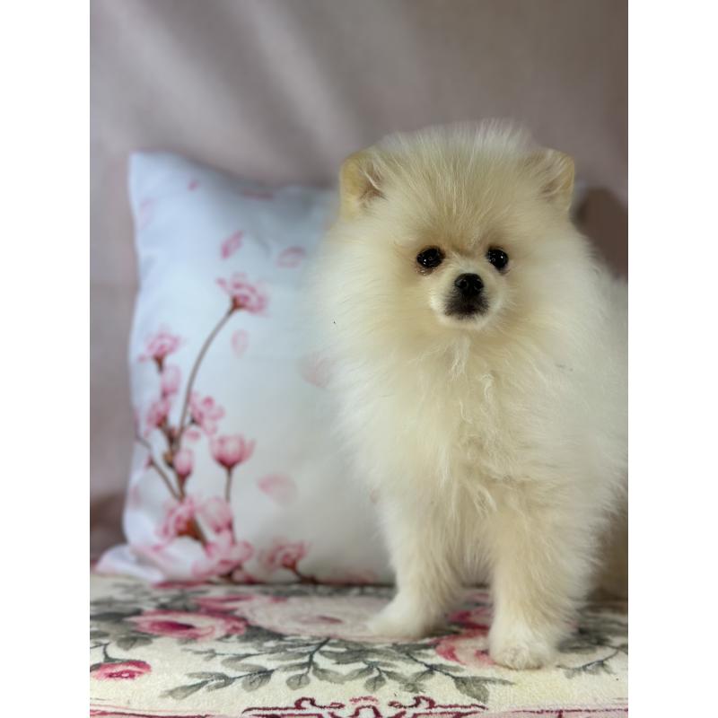 販売中の京都府のポメラニアン-437553の13枚目