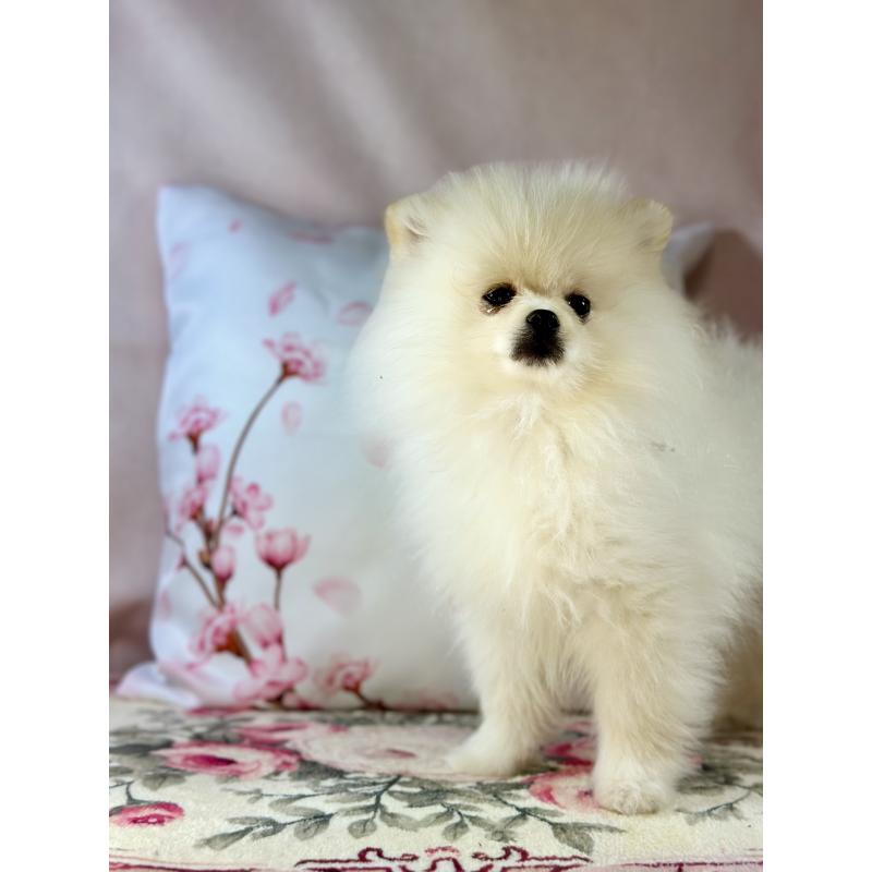 販売中の京都府のポメラニアン-437553の12枚目