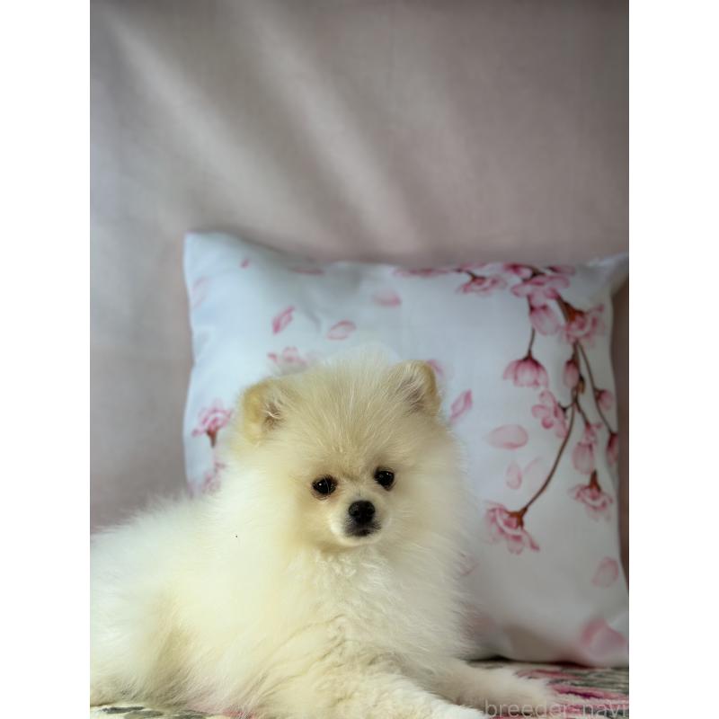 販売中の京都府のポメラニアン-437553の11枚目