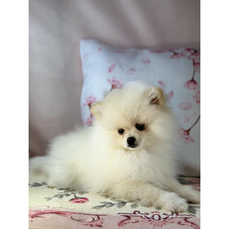 販売中の京都府のポメラニアン-437553の10枚目