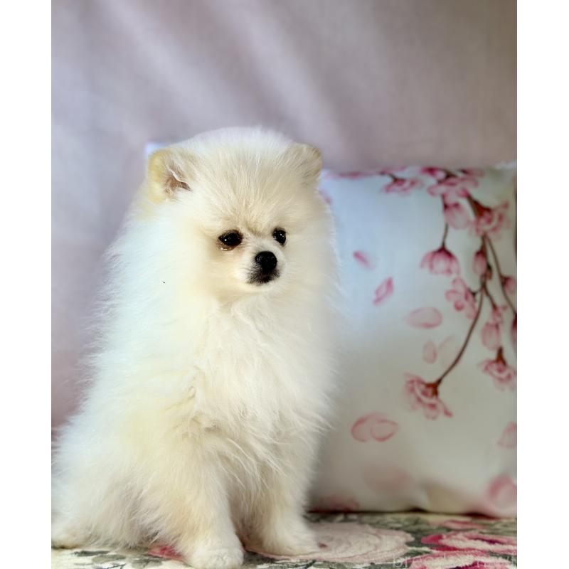 販売中の京都府のポメラニアン-437553の9枚目