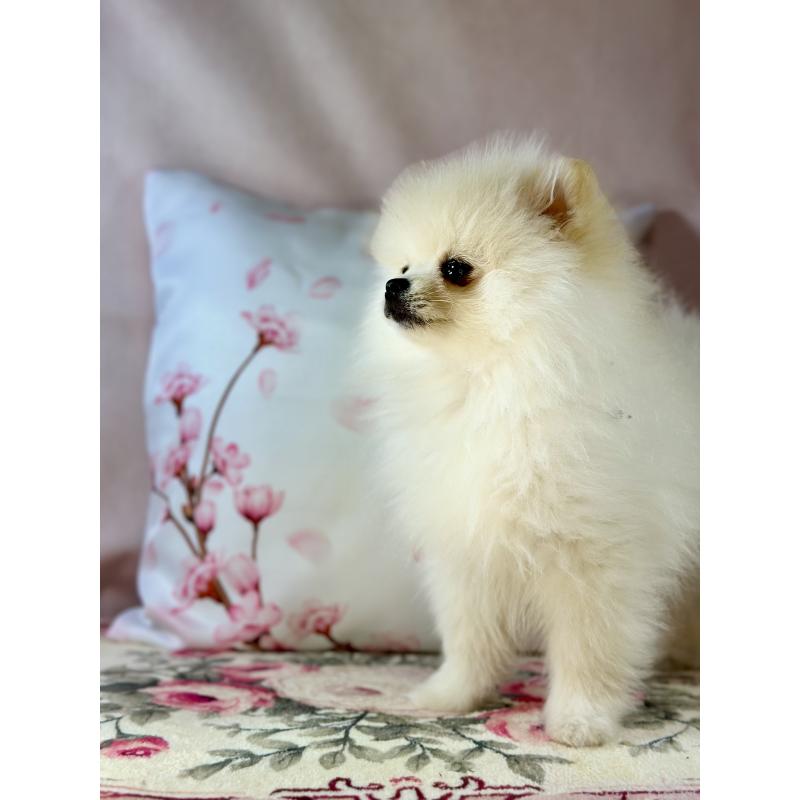 販売中の京都府のポメラニアン-441842の8枚目