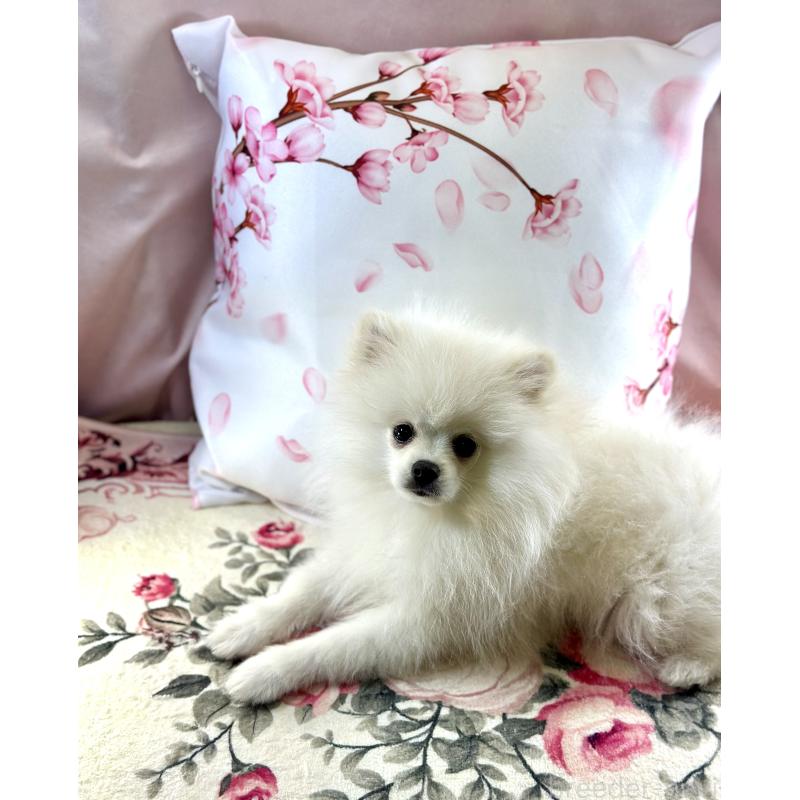 販売中の京都府のポメラニアン-441842の7枚目