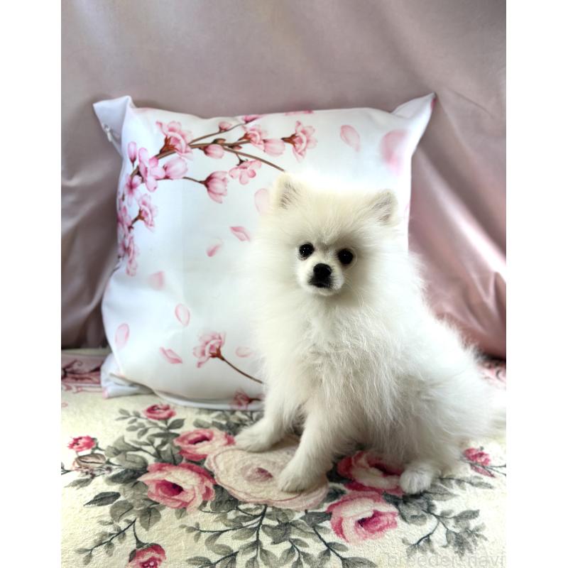 販売中の京都府のポメラニアン-441842の6枚目