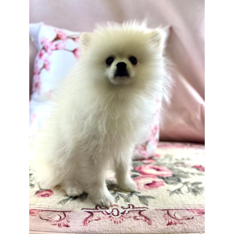 販売中の京都府のポメラニアン-441842の5枚目