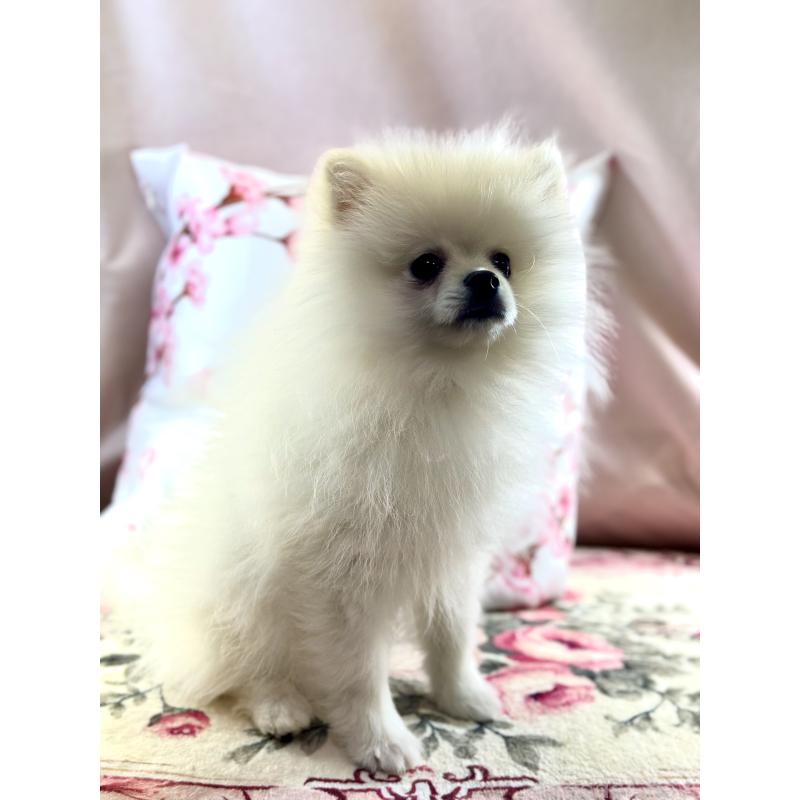 販売中の京都府のポメラニアン-441842の4枚目