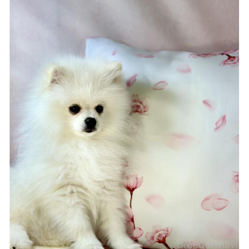 販売中の京都府のポメラニアン-441842の2枚目