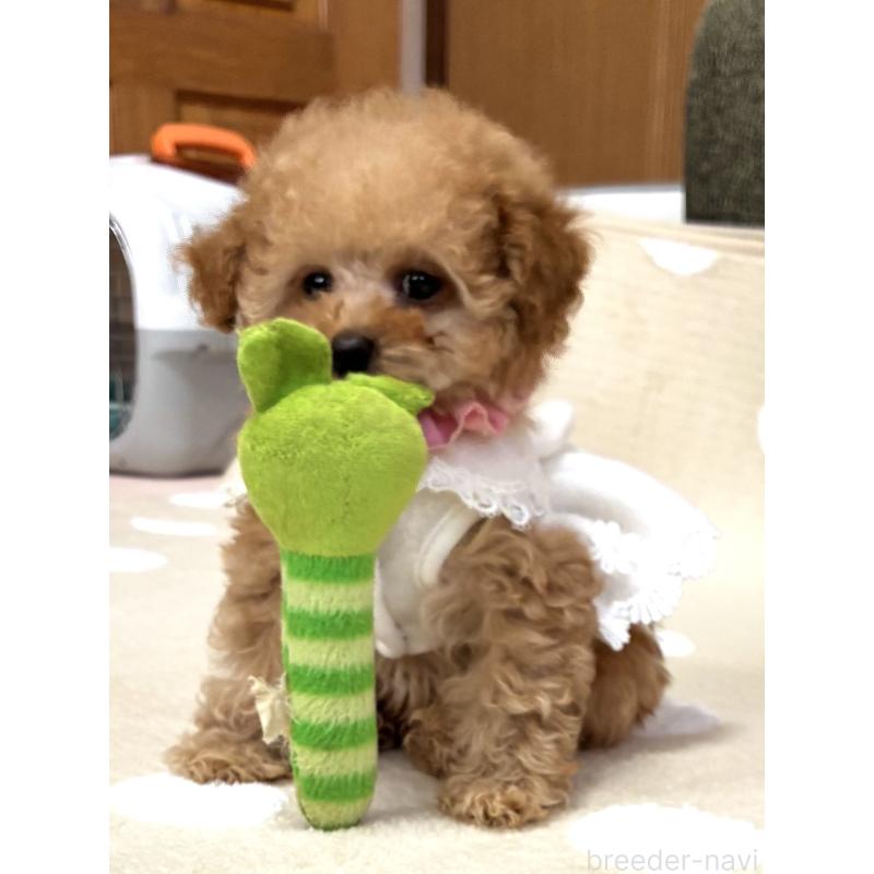 商談中の三重県のティーカッププードル-443261の5枚目