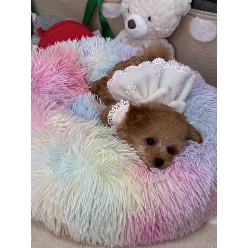 商談中の三重県のティーカッププードル-443261の4枚目