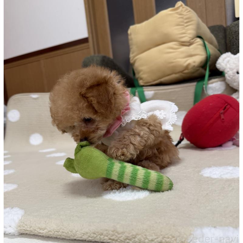 商談中の三重県のティーカッププードル-443261の3枚目