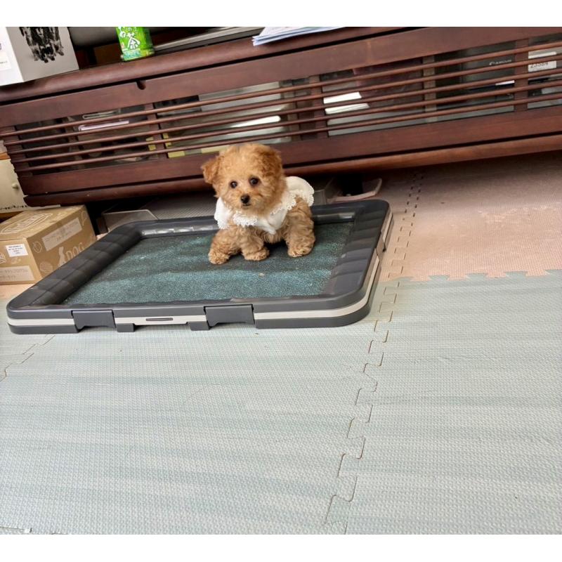 商談中の三重県のティーカッププードル-443261の2枚目