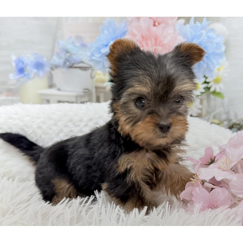 成約済の京都府のヨークシャーテリア-446288の10枚目