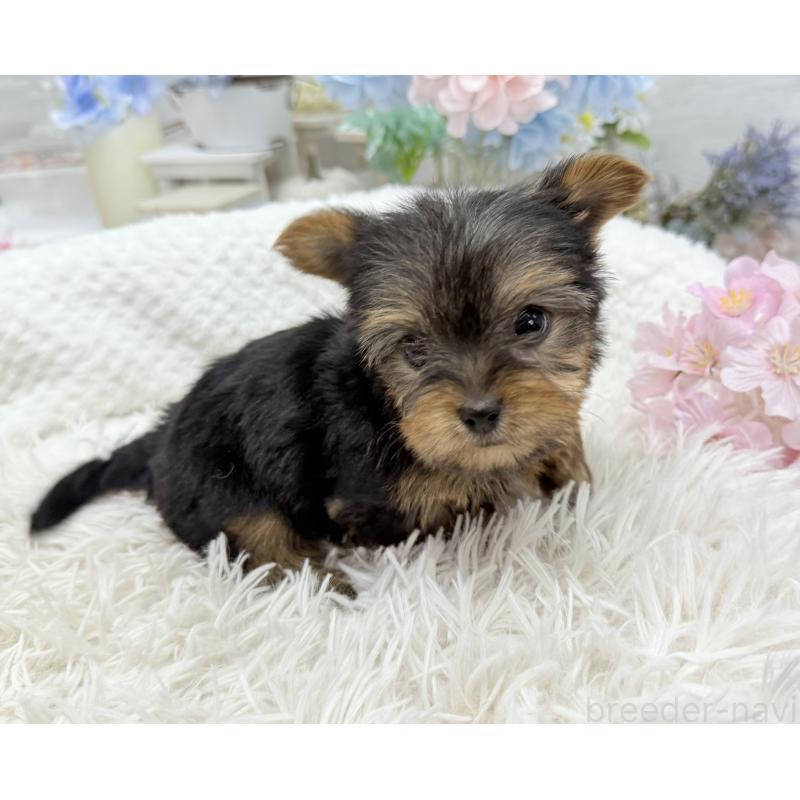 成約済の京都府のヨークシャーテリア-446288の8枚目