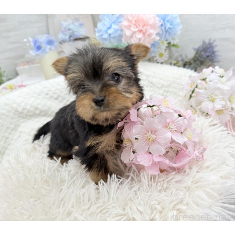 成約済の京都府のヨークシャーテリア-446288の7枚目