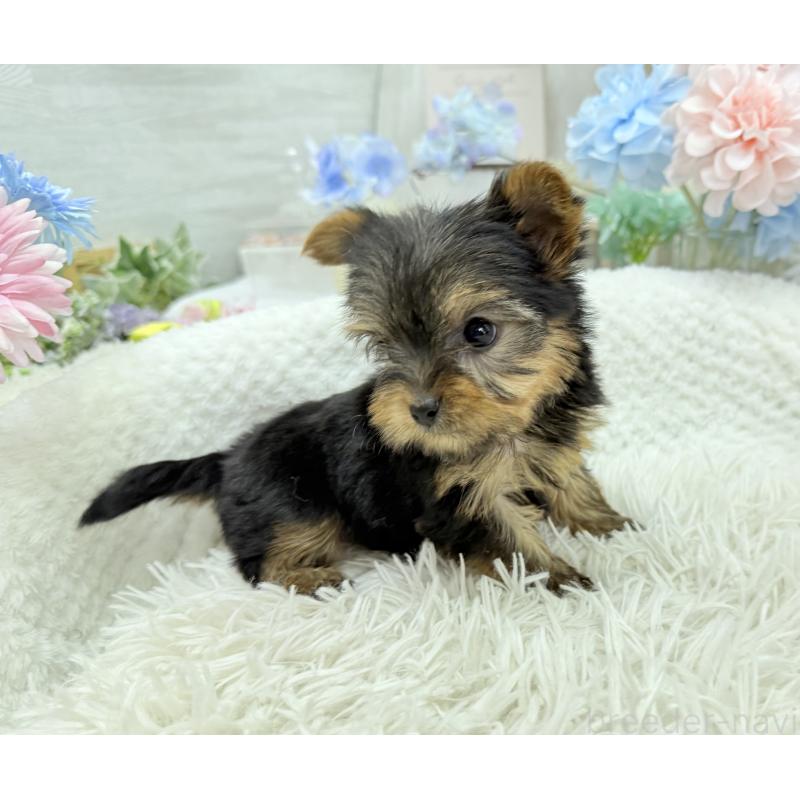 成約済の京都府のヨークシャーテリア-446288の6枚目