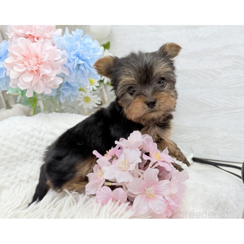 成約済の京都府のヨークシャーテリア-446288の5枚目