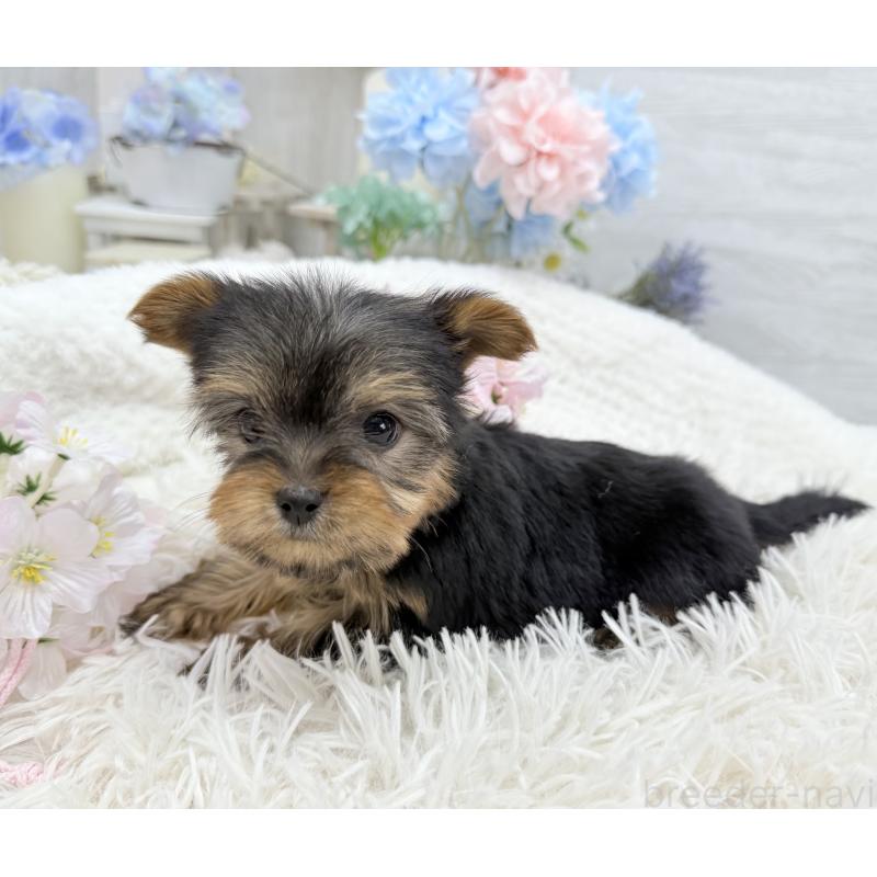 成約済の京都府のヨークシャーテリア-446288の4枚目