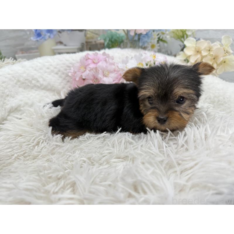 成約済の京都府のヨークシャーテリア-446288の3枚目