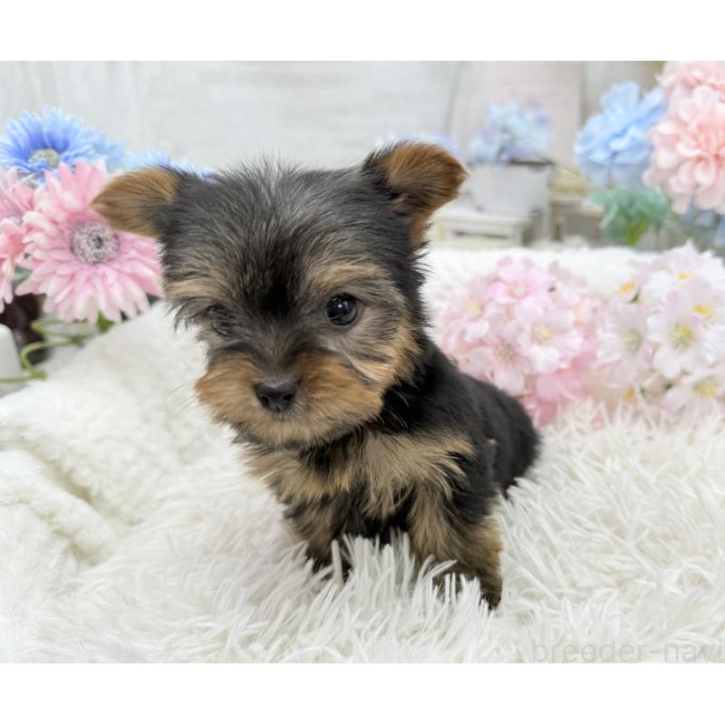 成約済の京都府のヨークシャーテリア-446288の2枚目