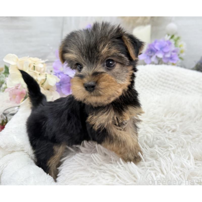 成約済の京都府のヨークシャーテリア-446293の7枚目