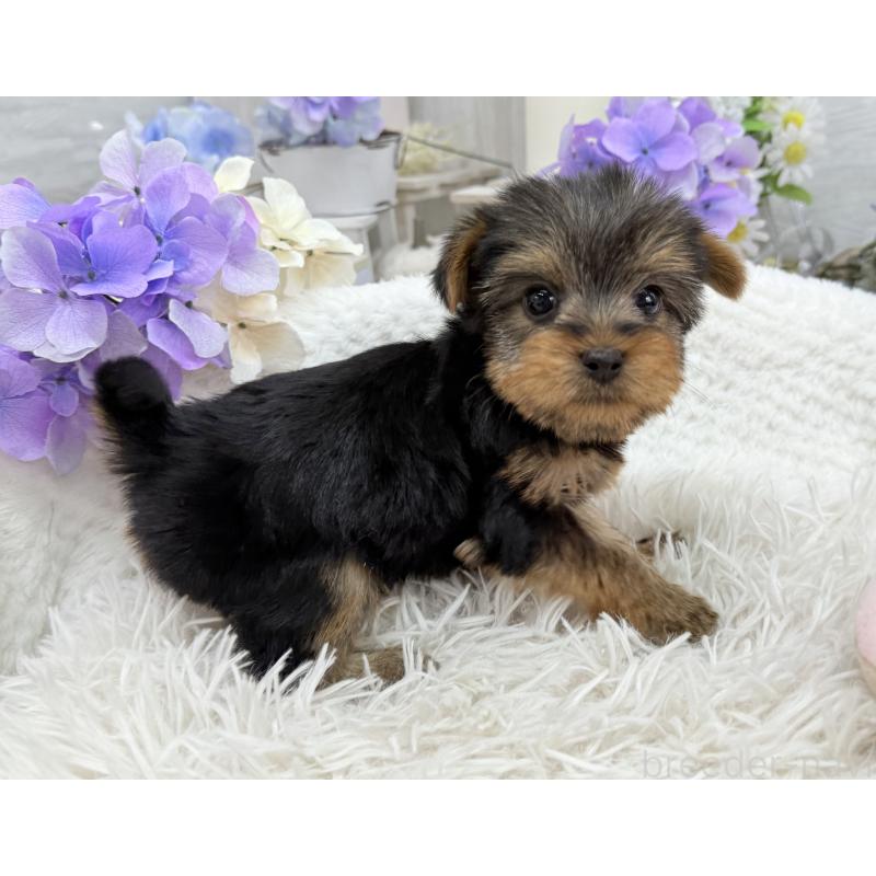 成約済の京都府のヨークシャーテリア-446293の6枚目