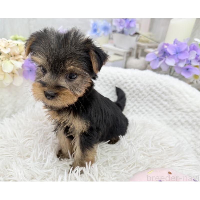 成約済の京都府のヨークシャーテリア-446293の5枚目