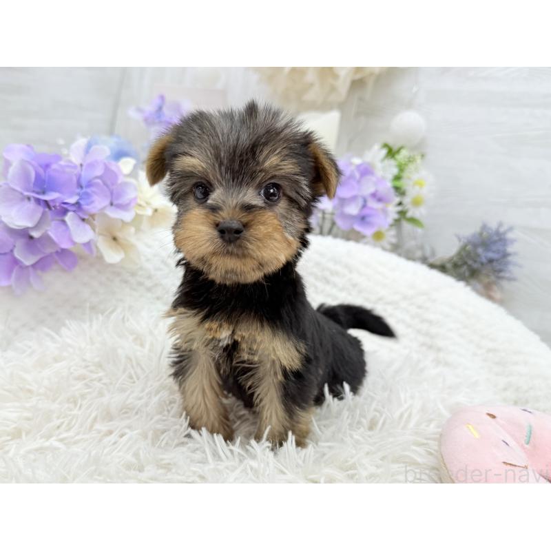 成約済の京都府のヨークシャーテリア-446293の4枚目