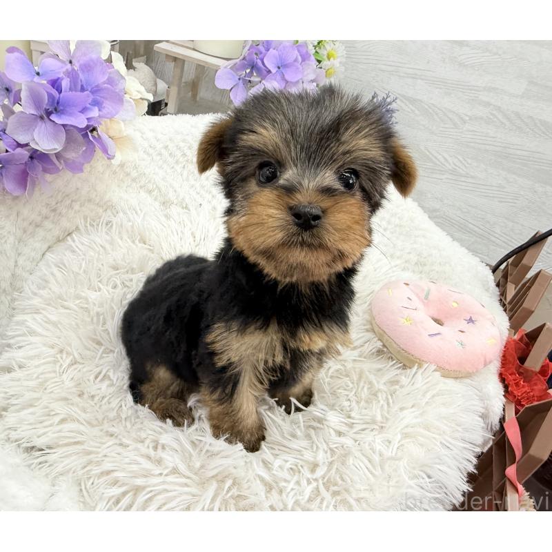 成約済の京都府のヨークシャーテリア-446293の3枚目