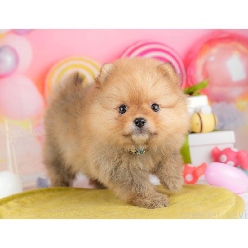 販売中の東京都のポメラニアン-451694の7枚目