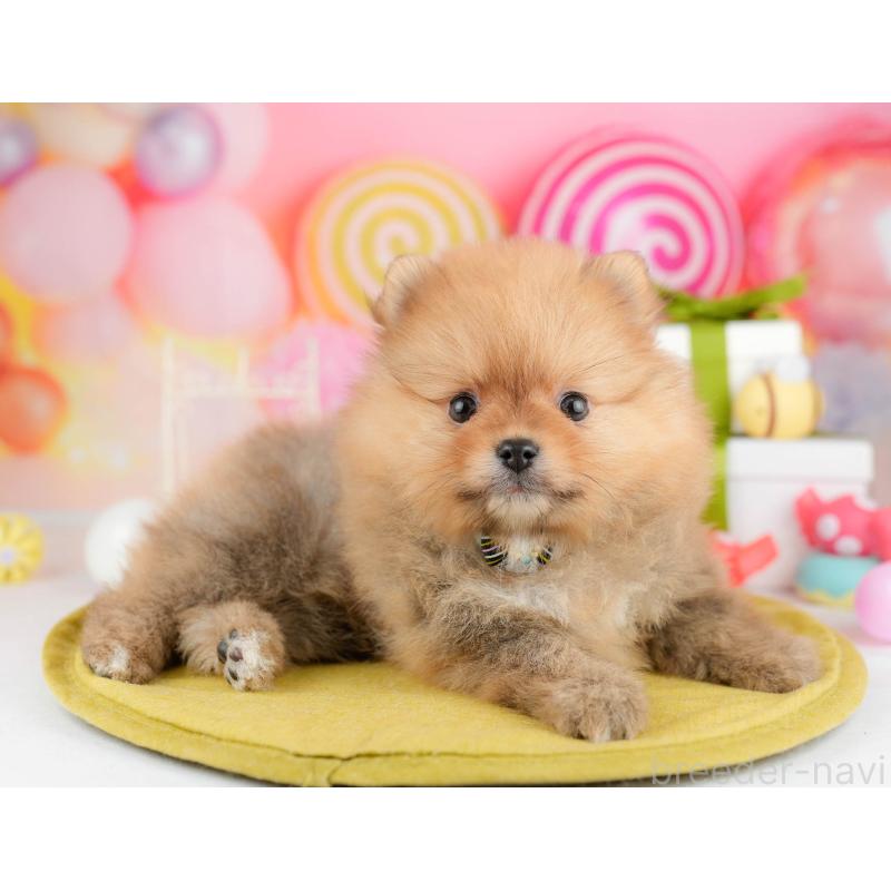 販売中の東京都のポメラニアン-451694の6枚目