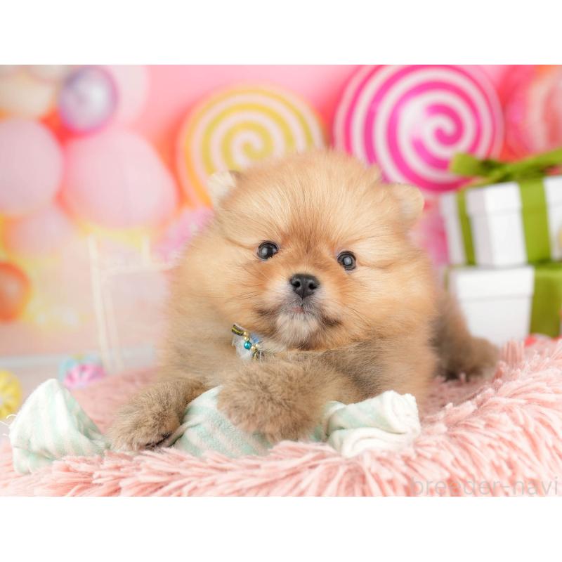 販売中の東京都のポメラニアン-451694の5枚目