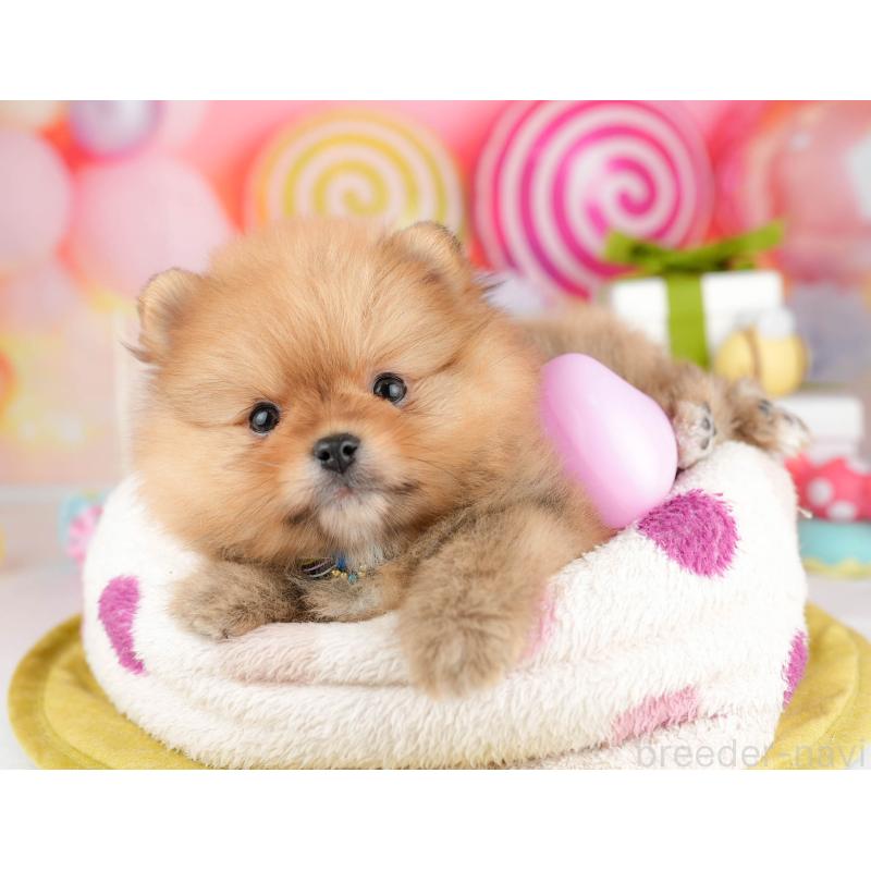 販売中の東京都のポメラニアン-451694の4枚目