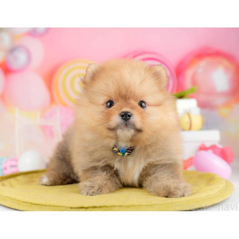 販売中の東京都のポメラニアン-451694の3枚目