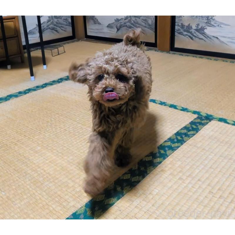 販売中の秋田県のマルプー:マルチーズ×トイプードル-413650の5枚目