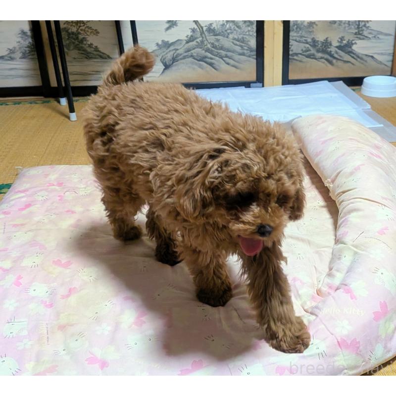 販売中の秋田県のマルプー:マルチーズ×トイプードル-413650の4枚目